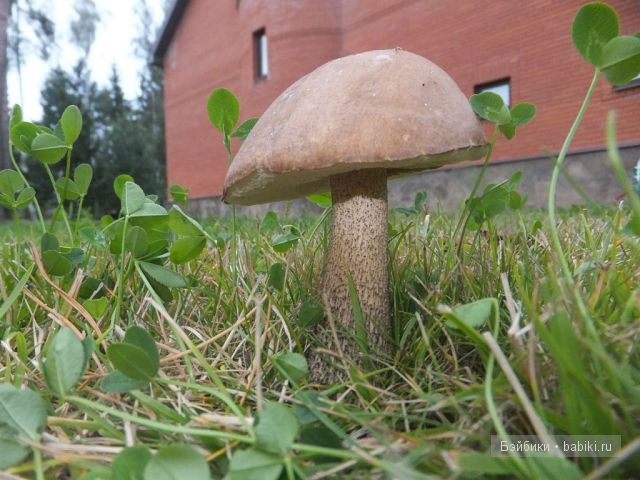 Незатейливые развлечения Ангелики - кукла Адора