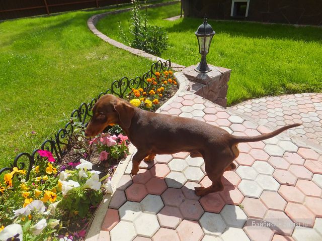 Незатейливые развлечения Ангелики - кукла Адора (фото 4)