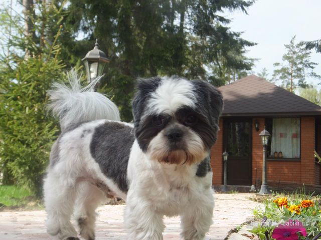 Незатейливые развлечения Ангелики - кукла Адора (фото 5)