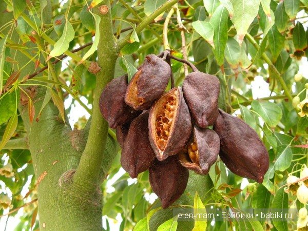 Какао, шоколад...и не только (фото 6)