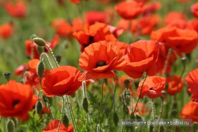 Красные маки | Бэйбики Красные маки — Одежда и обувь для кукол своими руками: фото (фото 9)