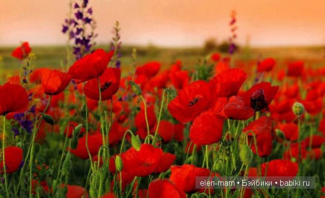 Красные маки | Бэйбики Красные маки — Одежда и обувь для кукол своими руками: фото (фото 8)