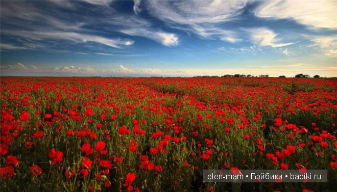 поле маков поле маков