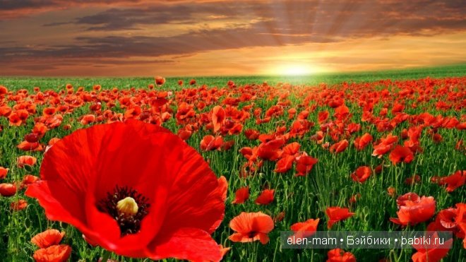 крупный мак, заря крупный мак, заря