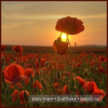 маки на заре маки на заре