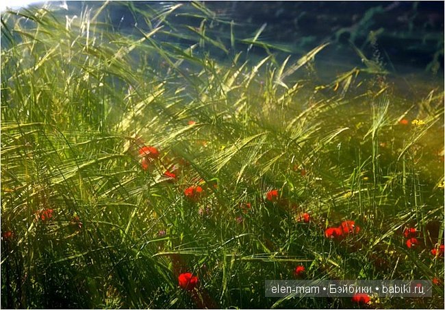 цветочный луг, лучи цветочный луг, лучи