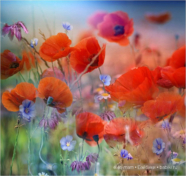 маки и синие цветы маки и синие цветы