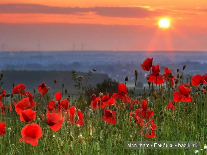 маки, как заря маки, как заря