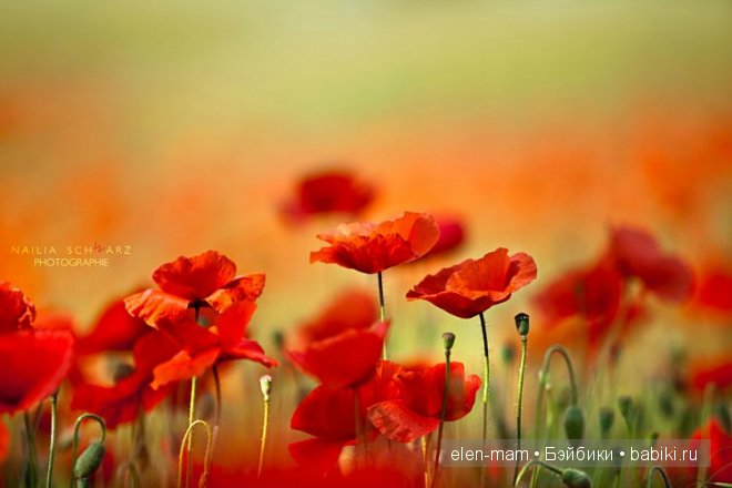 маки, как заря 2 маки, как заря 2