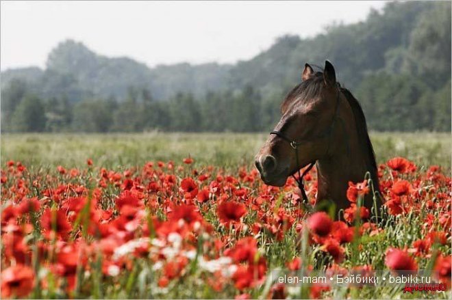 конь, поле маков конь, поле маков