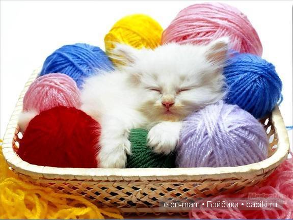 котёнок спит