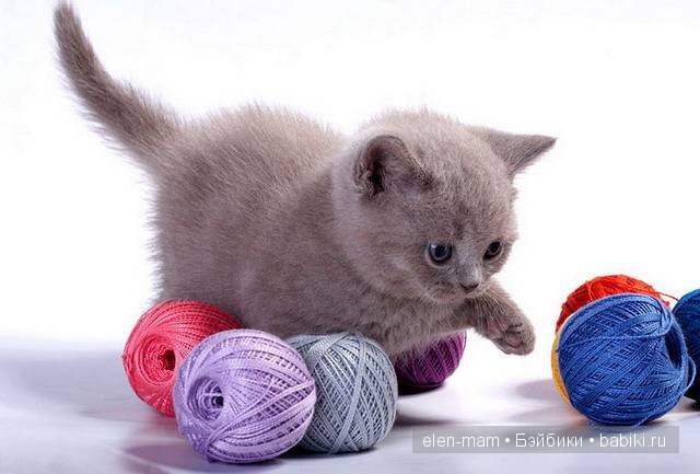 серый котёнок