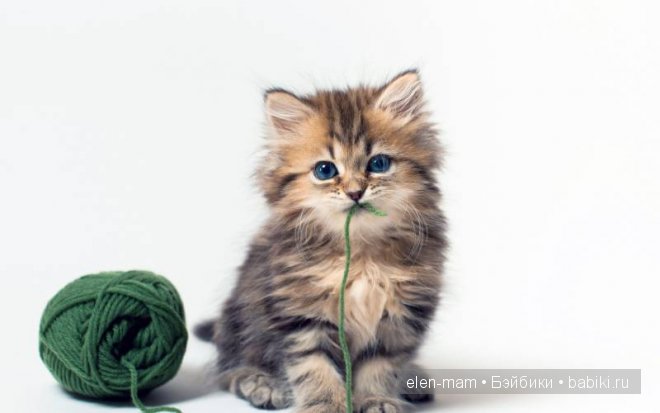 котёнок с ниткой во рту