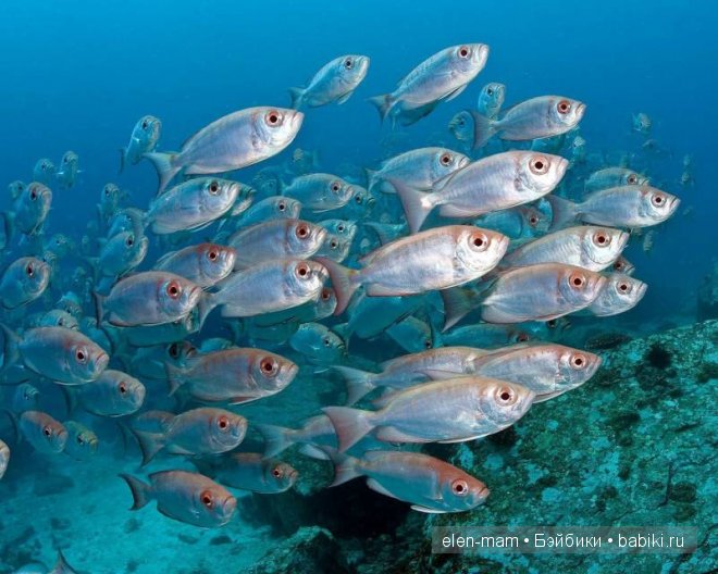 стайка рыбок
