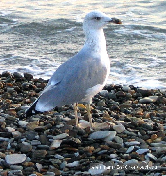 Мои Полосатики и платья для кукол Готц в Морском стиле. А ещё я просто люблю море (фото 6)