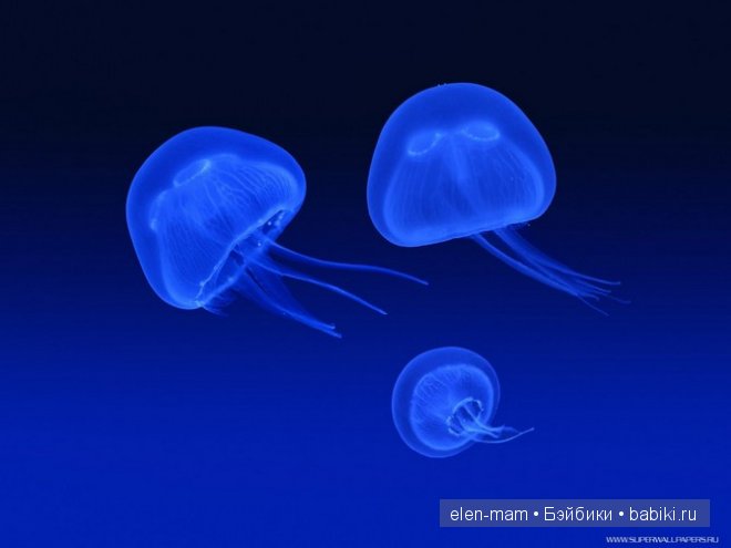 Мои Полосатики и платья для кукол Готц в Морском стиле. А ещё я просто люблю море (фото 10)