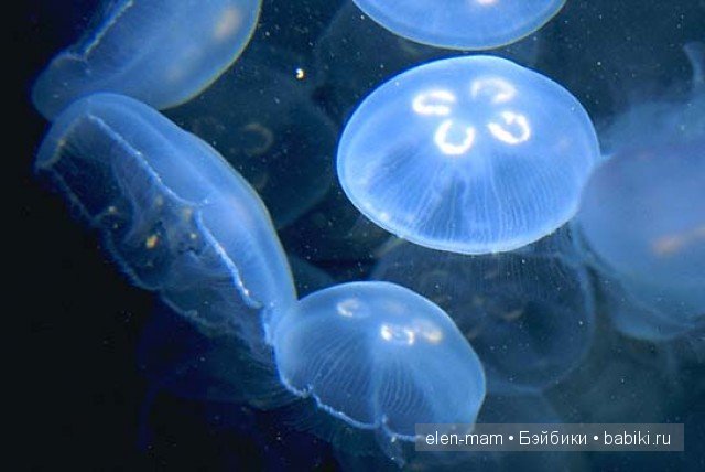 Мои Полосатики и платья для кукол Готц в Морском стиле. А ещё я просто люблю море (фото 9)