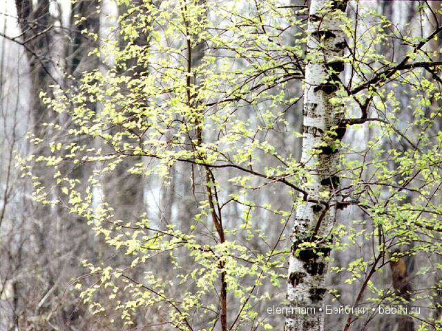 весенний лес весенний лес