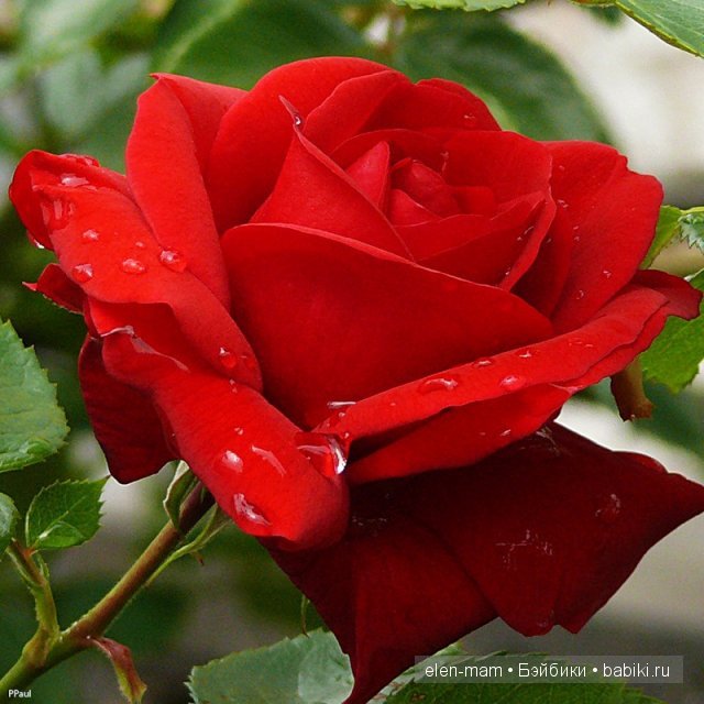 Роза картинка Роза картинка