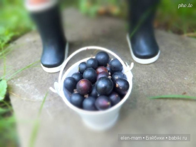 Урожай в ведёрке)