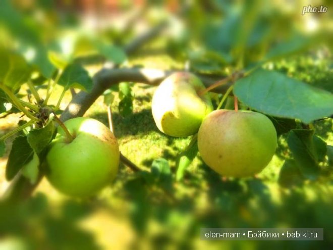 три яблочка