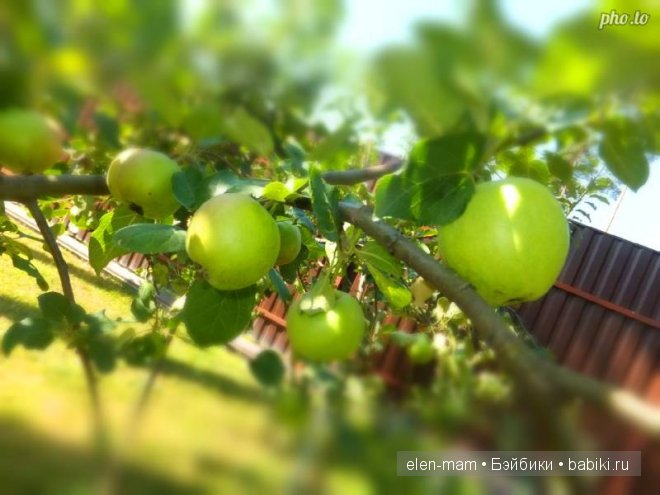 яблоки, ветка