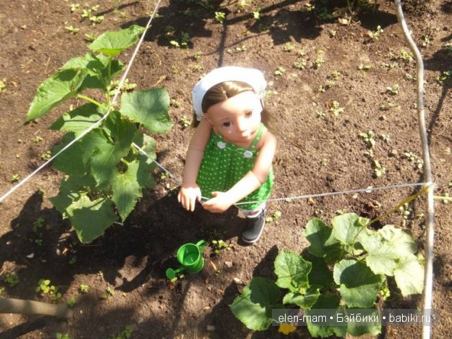 полить огурцы 2