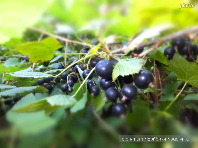 Кирочкино Лето, кукла Готц (фото 3)