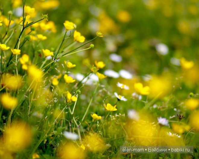 жёлтые полевые цветы