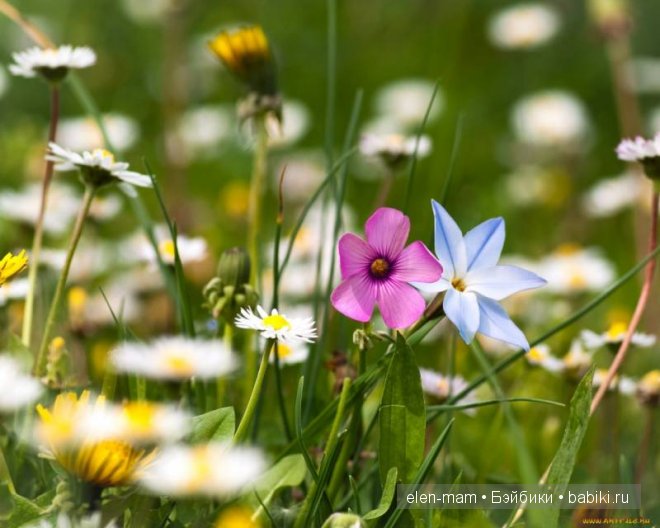 полевые цветы 3