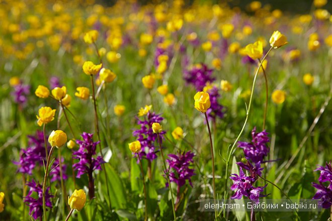 полевые цветы 4