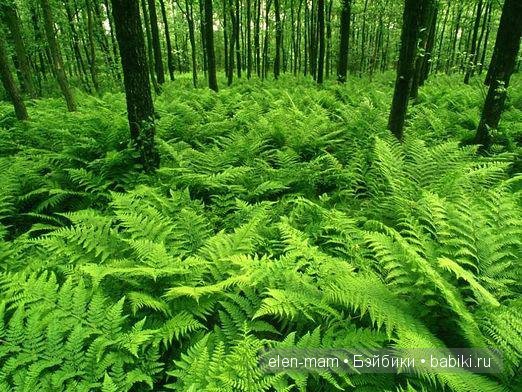 папоротник