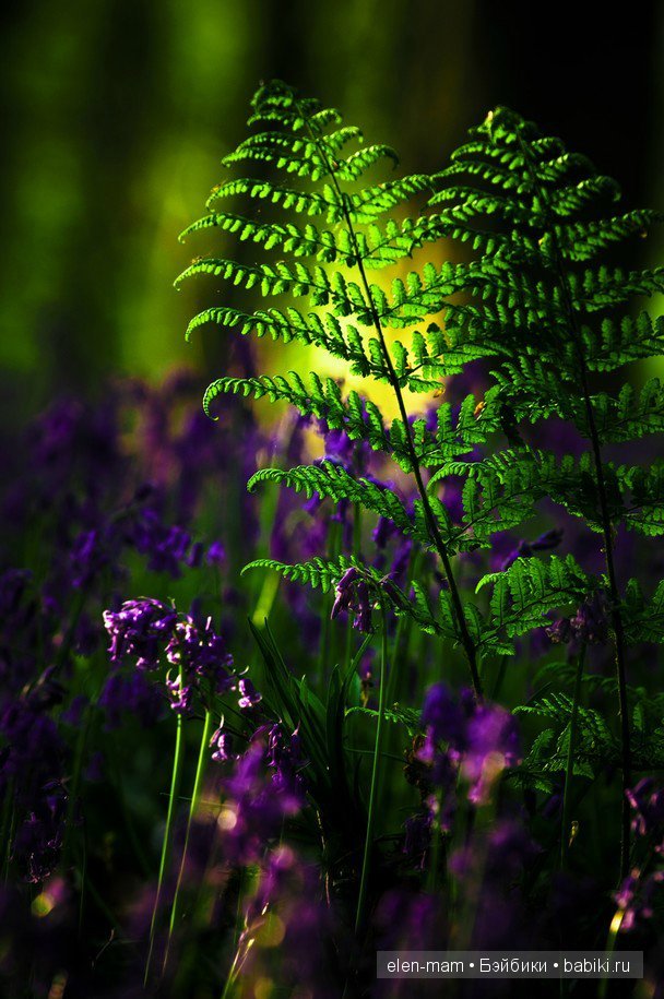 Лист и цветы