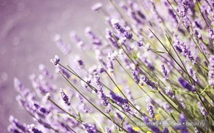 стебелёчки