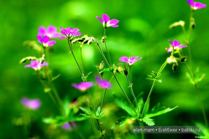 яркая зелень и цветочки