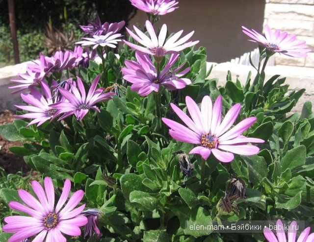 нежно-сиреневые ромашки