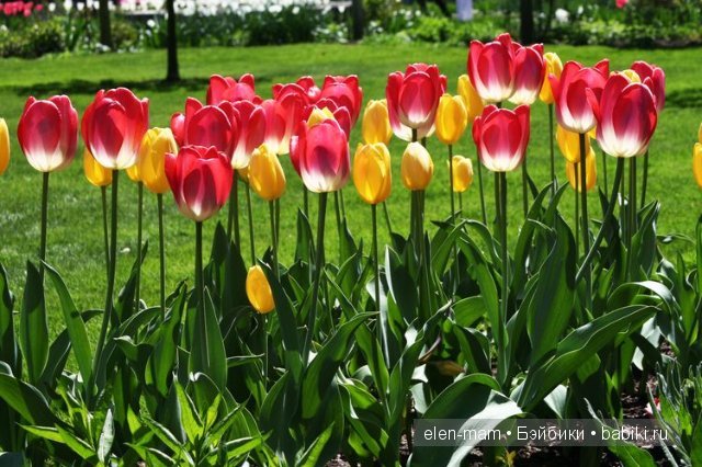 красные тюльпаны