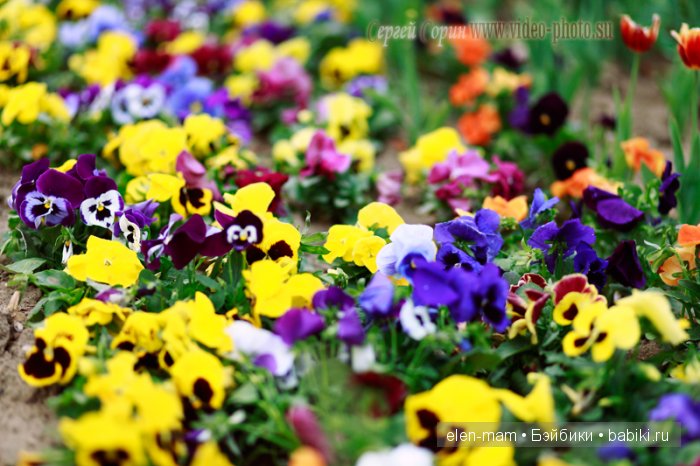 анютины глазки