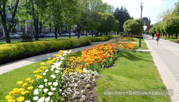 парковая аллея