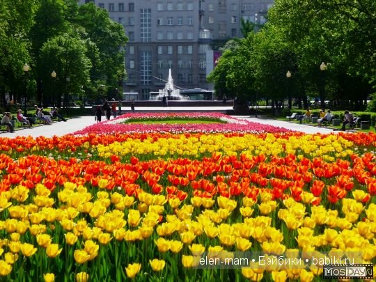 городские цветы, город