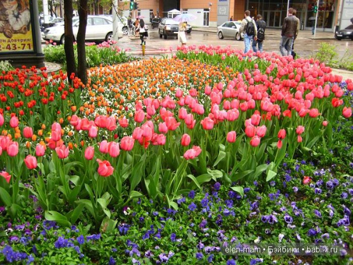розовые тюльпаны, город