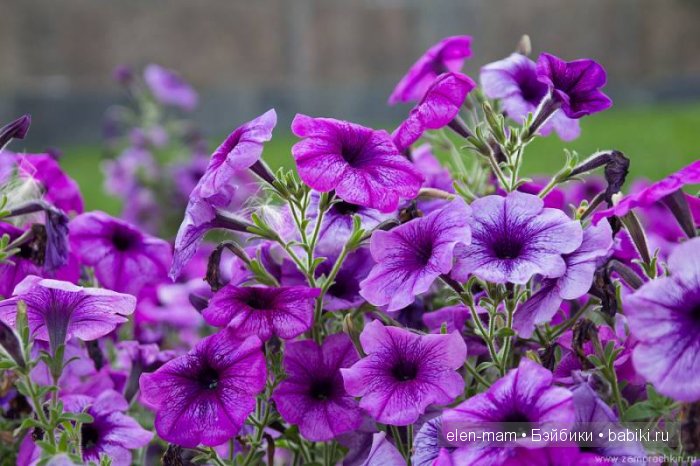 фиолетовые граммофончики