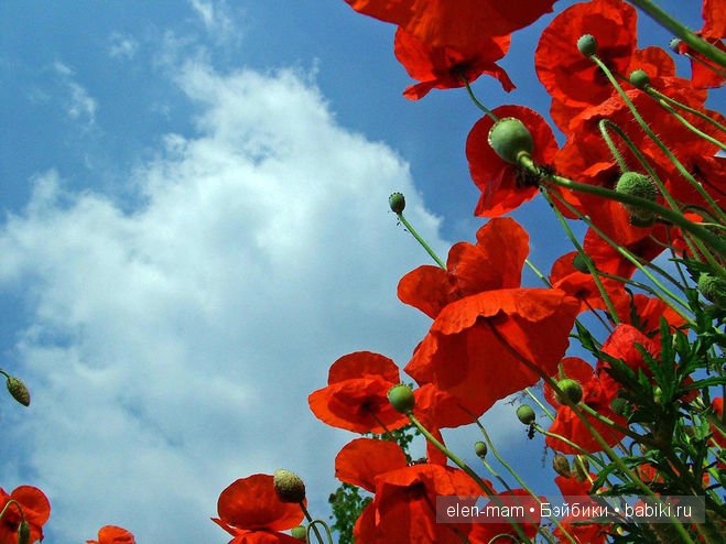 Небо, маки 2