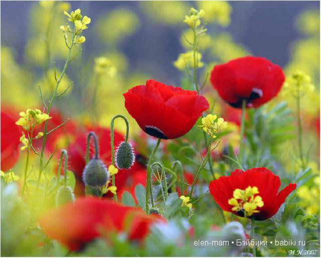 маки, маки, маки