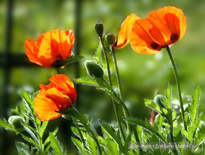 Солнце сквозь маки...