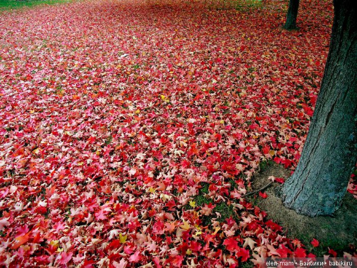 Красная листва