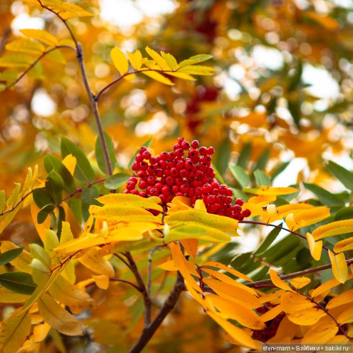 Гроздь рябины