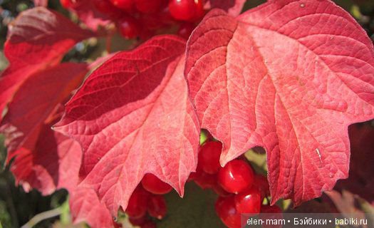 Красный лист и ягоды