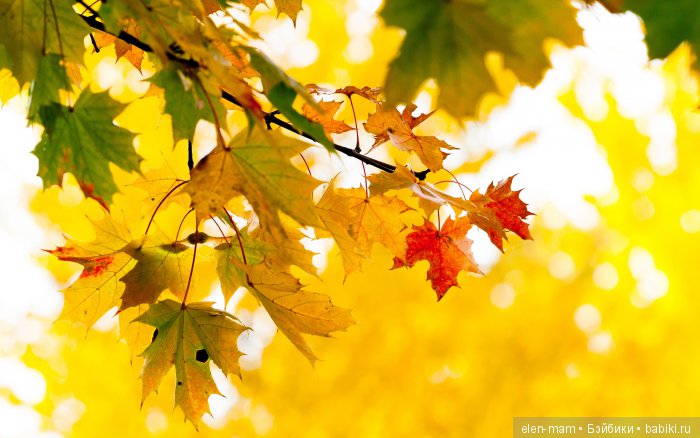 Кленовая ветка