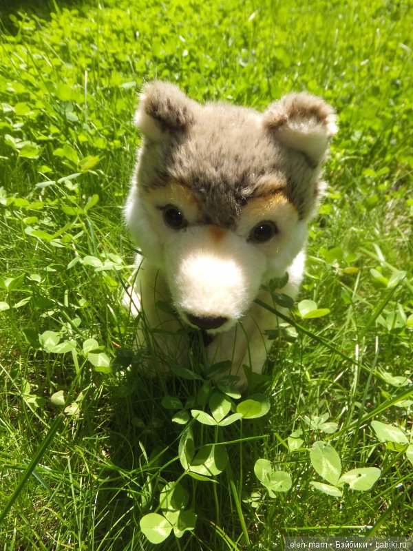 Волк смотрел ей вслед...